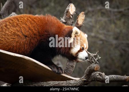 portrait of a red panda on a branch Stock Photo