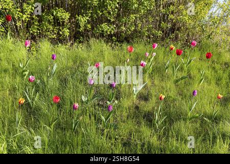 Tulips (tulpia) blooming in different colours in a meadow, spring in the Kaebschuetztal, Saxony, Germany, Europe Stock Photo