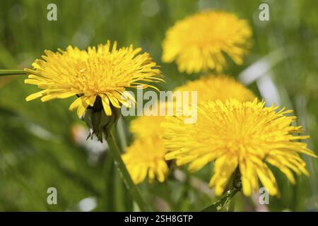 Dandelion (taraxacum) flowers in a meadow Stock Photo