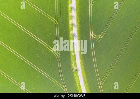 Pattern of path and tractor tracks in a field, aerial view like leaf structure, Rochlitz, Saxony, Germany, Europe Stock Photo