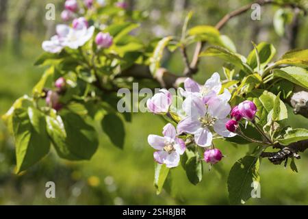 Blossom of an apple tree (malus) in white and pink, Saxony, Germany, Europe Stock Photo