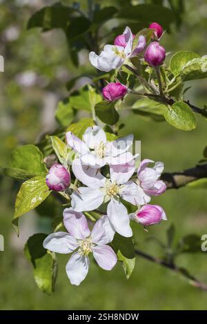Blossom of an apple tree (malus) in white and pink, Saxony, Germany, Europe Stock Photo