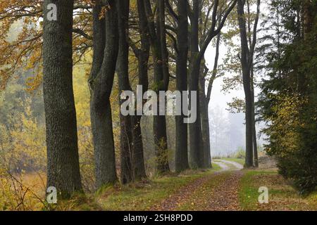 Oak avenue with morning mist in autumn, Gmuend, Waldviertel, Lower Austria, Austria, Europe Stock Photo
