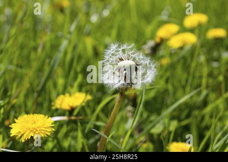 Dandelion between dandelion (taraxacum) flowers in a meadow Stock Photo