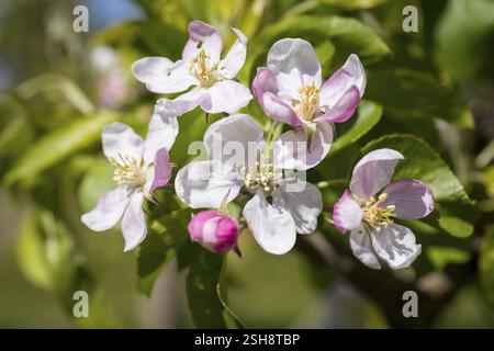 Blossom of an apple tree (malus) in white and pink, Saxony, Germany, Europe Stock Photo