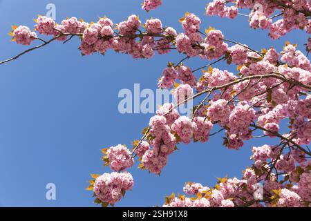 Branches with pink blossoms against a blue sky, Japanese flowering cherry (Prunus serrulata), Saxony, Germany, Europe Stock Photo