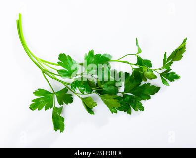 Sprigs of fresh parsley, isolated on a white background Stock Photo
