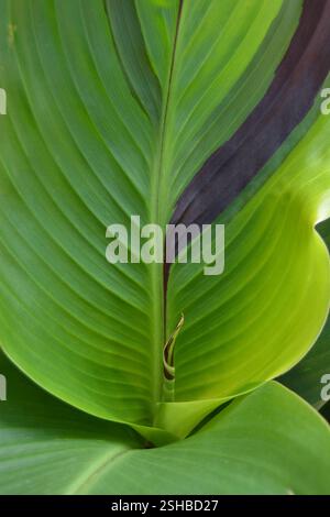 Leaves of Canna Lily Yellow King Humbert Stock Photo