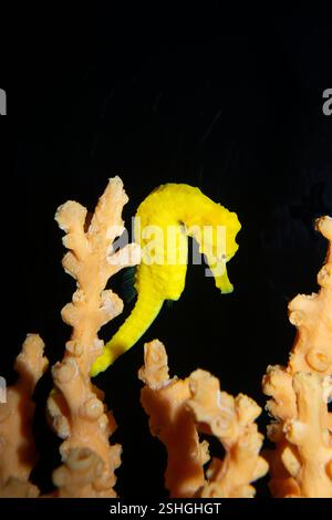 Hawaiian smooth seahorse, spotted seahorse, common seahorse, yellow seahorse, or estuarine seahorse, endemic subspecies, Hippocampus kuda hilonis, HI Stock Photo