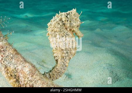 Hawaiian smooth seahorse, spotted seahorse, common seahorse, yellow seahorse, or estuarine seahorse, endemic subspecies, Hippocampus kuda hilonis, HI Stock Photo