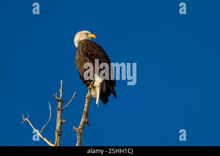 American Bald eagle sitting in a tree against blue sky Stock Photo