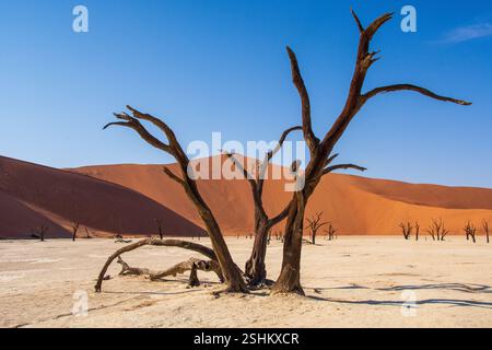 Deadvlei in Namibia has many 600-700 year-old skeleton trees contrasted against white salt pan and red sand dunes Stock Photo