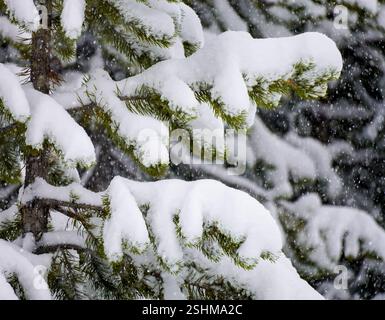 Delicate snow blankets evergreen branches in a tranquil forest as snowflakes gently fall, creating a peaceful winter atmosphere in nature. Stock Photo