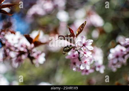 White blossoming flowers of wild cherry plum on a tree branch Stock Photo