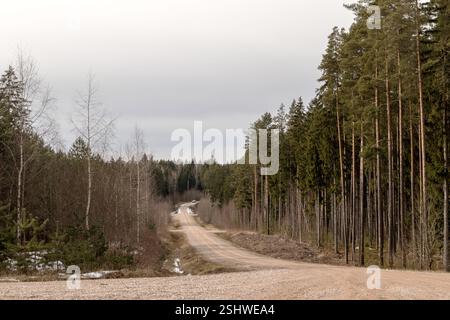 a long, straight road running through the forest, with trees on either side. Stock Photo