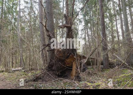 a dead tree in a wooded environment that has many branches and is covered with moss. Stock Photo