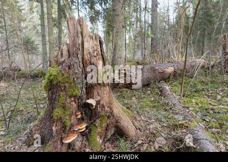 a dead tree in a wooded environment with mushrooms on its trunk and another fallen tree next to it. Stock Photo