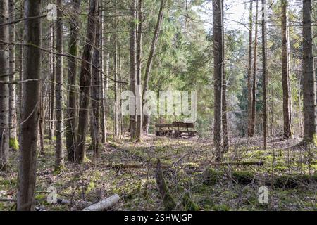 a forest with many trees, and a bench can be seen in the distance. Stock Photo