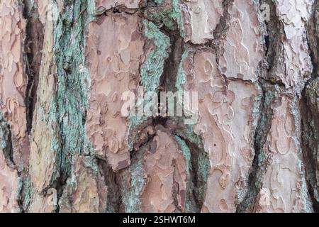 a small spotted ladybug can be seen on a background of tree bark. Stock Photo