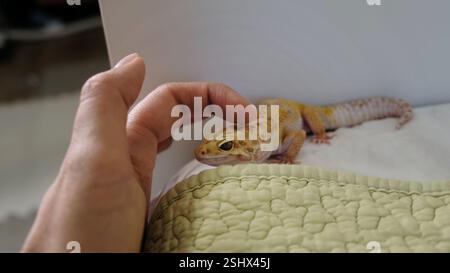 gecko moves slowly over a patterned surface, symbolizing the blending of the natural world and modern living spaces. This image represents the Stock Photo