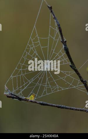 Between two branches a spider made a beautiful web, it is early on the morning with dew and warm colours Stock Photo