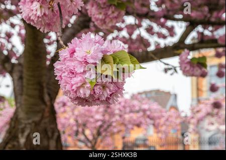Pink Cherry Blossom in Spring. Ghent, Belgium. Stock Photo