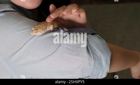 A woman carefully cradles a gecko while smiling, showcasing its vibrant textures. The image connects with themes of companionship, trust, and Stock Photo