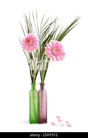 Gerber Daisy isolated on white background. Pink gerbers in glass vase. Stock Photo