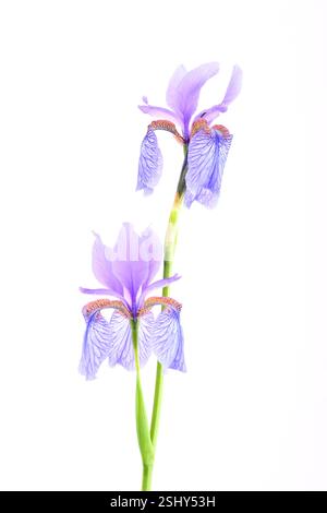 Iris reticulata, blue and lilac flowers on white background. Stock Photo