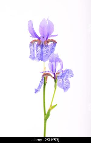 Iris reticulata, blue and lilac flowers on white background. Stock Photo