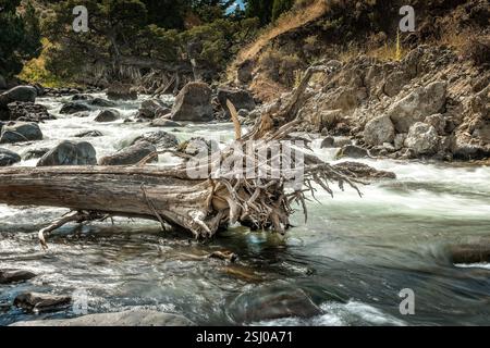 Dead tree with roots in a river in the Yellowstone National Park, Wyoming Stock Photo