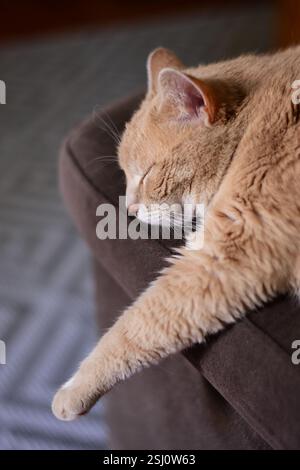Large ginger cat sleeping on the sofa with a stretched paw Stock Photo