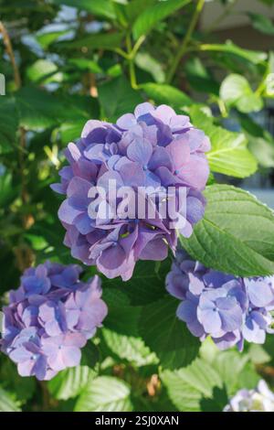 Clusters of light purple hydrangea flowers bloom amid lush green leaves under the sunlight. The petals show delicate shading, enhancing their beauty. Stock Photo
