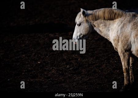 Ein weisses Pferd steht auf einem Feld. Berlin, 09.02.2025. Berlin Deutschland Copyright: xThomasxTrutschelx Stock Photo