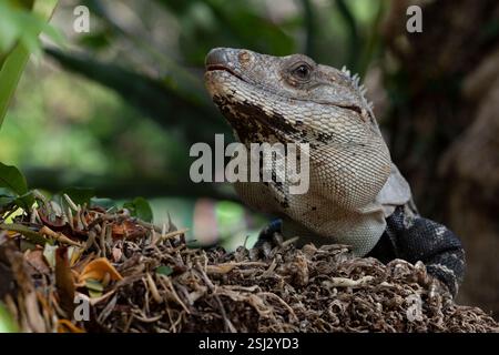 iguana perched on a branch Stock Photo