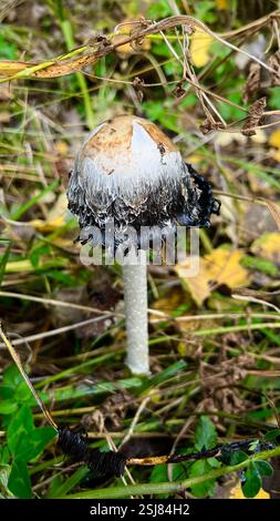A lone, poisonous white mushroom on a thin stalk in a verdant forest Stock Photo