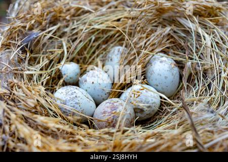 A collection of blue eggs sits nestled in a bed of dry grass and straw. The natural setting suggests a bird's nest, hidden away in a tranquil outdoor Stock Photo