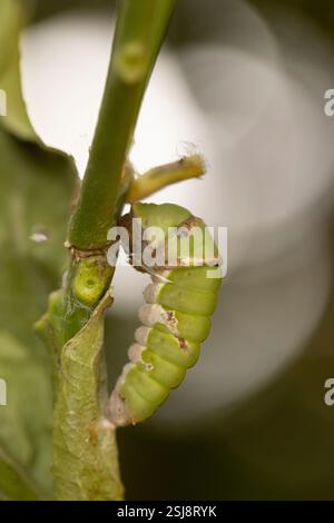 caterpillar is starting to pupate A pupa is the life stage of some ...