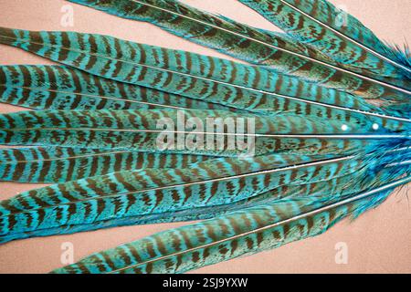 beautiful pheasant feathers close up on background Stock Photo