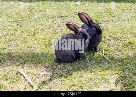 A pair of black rabbits with shiny fur rest on a vibrant green lawn, surrounded by scattered blades of grass under gentle daylight Stock Photo