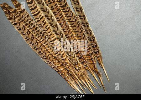 beautiful pheasant feathers close up on background Stock Photo