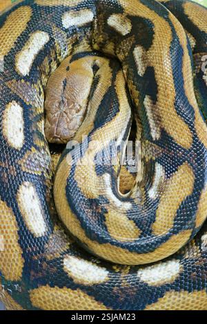 Closeup of Ball Python (Python Regius) tends to curl into a ball shape when stressed or frightened Stock Photo