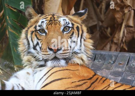 Closeup of the Face of a Beautiful Bengal Tiger Stock Photo