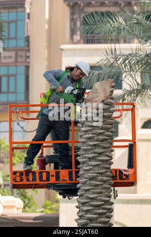 Worker in reflective green vest and white helmet cuts down a palm tree trunk with a chainsaw. Dubai, UAE - 1 NOV 2023 Stock Photo