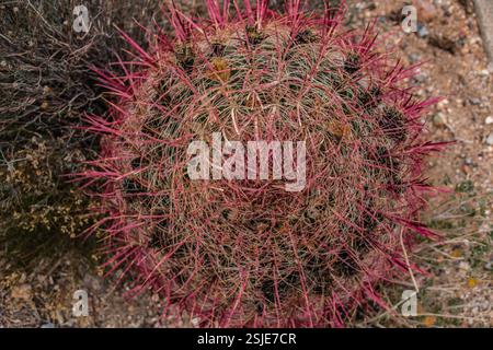 The decorative and colorful circular pattern of a barrel cactus. The barrel cactus grows in the arid and hot desert landscape. Stock Photo