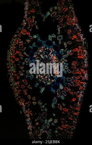 Pine tree leaf, cross section, 20X light micrograph. Needle of Pinus ...