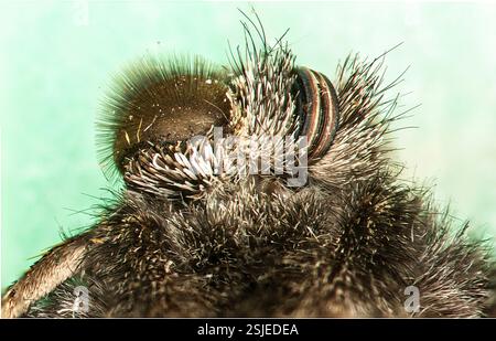 Microscope image of head of a micro moth showing its compound eyes and ...