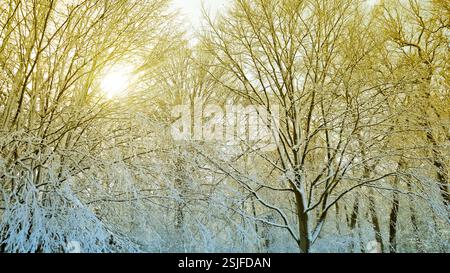 Winter landscape with sun shining through the tree branches Stock Photo