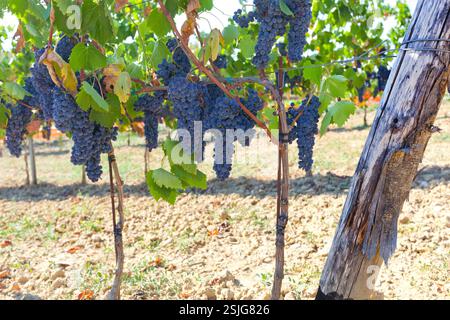 Tuscan vineyard with red grapes ready for harvest. Stock Photo