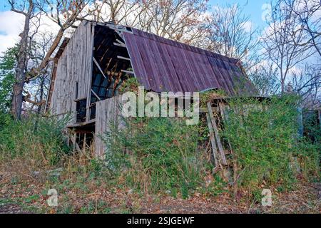 Closeup of a dilapidated neglected and forgotten barn wooden with a rusty metal roof on abandoned unused farmland being covered by weeds and overgrowt Stock Photo